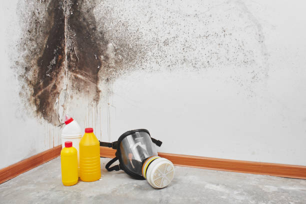 Best Toxic Mold Removal  in South Paris, ME