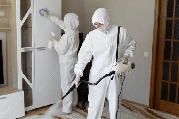 Best Attic Mold Removal  in South Paris, ME