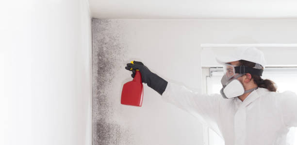 Best Mold Removal Company Near Me  in South Paris, ME