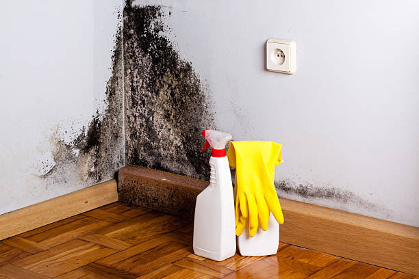 Best Black Mold Removal  in South Paris, ME